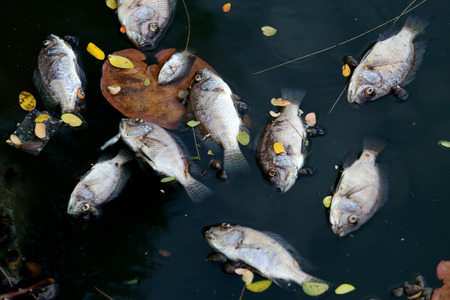 Dead fish floated in the dark water, water pollutionの写真素材