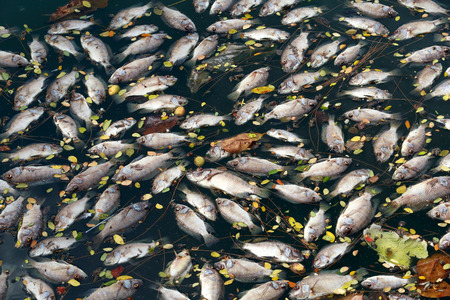 dead fish floated in the dark water, water pollutionの写真素材