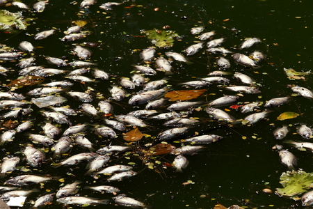 dead fish floated in the dark water, water pollutionの写真素材