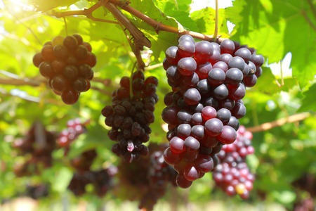 grapes in vineyard on a sunny day