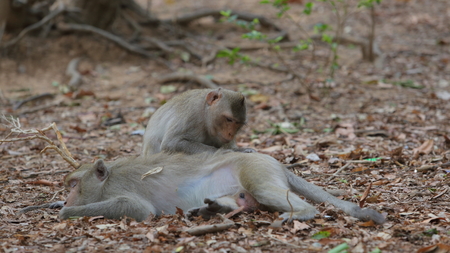 monkey
