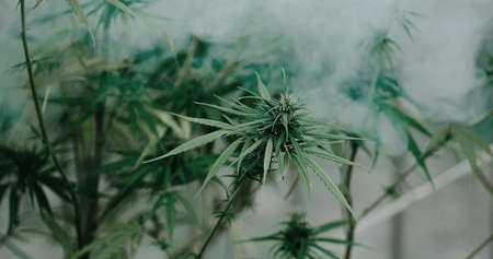 The expert scientist with gloves checking cannabis plants in a greenhouse. Concept of herbal alternative medicine, cbd oil, pharmaceptical industry cure various diseases.の写真素材
