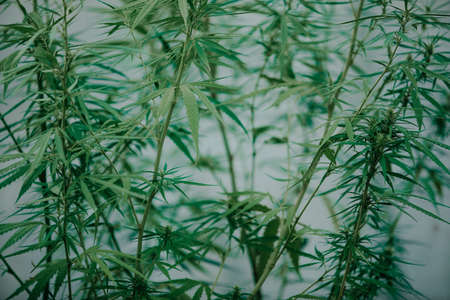 The expert scientist with gloves tree pruning cannabis plants in a greenhouse. Concept of herbal...