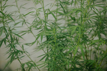The expert scientist with gloves tree pruning cannabis plants in a greenhouse. Concept of herbal...