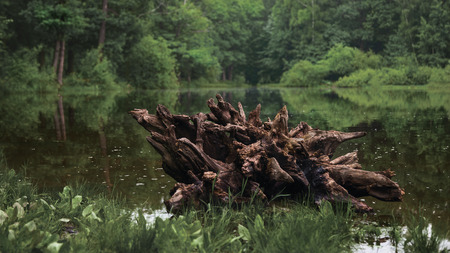 ?ld snag on the lakeの写真素材