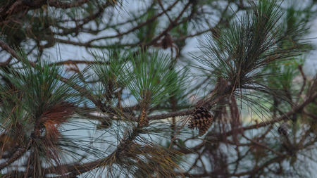spruce branch with cones