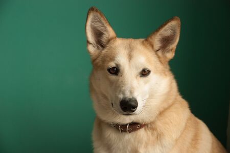 Layka husky dog. Detailed portrait on a blau background, cute dog brown-whiteの写真素材