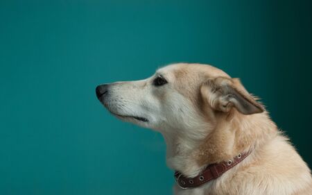 Layka husky dog. Detailed portrait on a blau background, cute dog brown-white