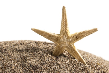 Starfish on the Sand isolated on white backgroundの写真素材