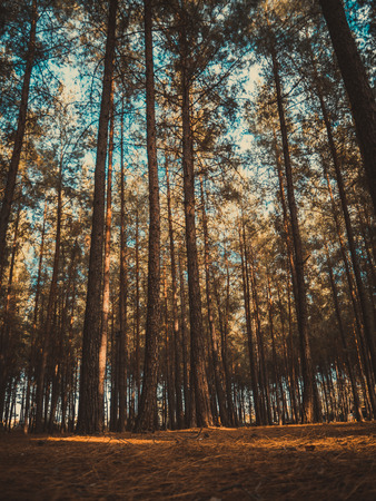 View of trees in the forest in springの写真素材