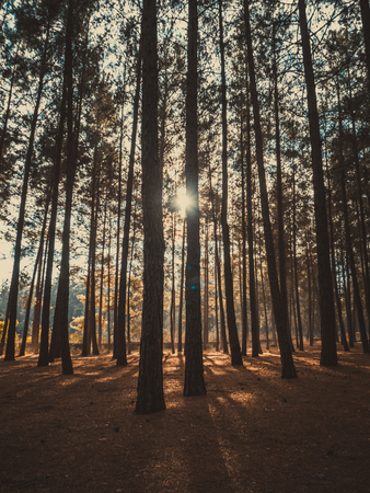 View of trees in the forest in springの写真素材