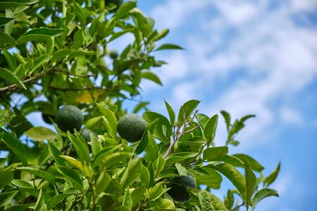 unripe oranges on citrus tree on sunny dayの写真素材