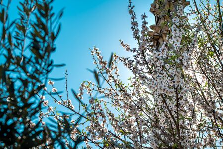 Spring blossom background. Beautiful nature scene with blooming tree and sun flare. Sunny day. Spring flowers. Beautiful Orchard.の写真素材