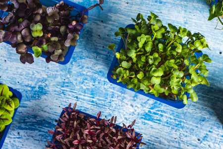 Boxes with microgreens on blue wooden background. Super foodの写真素材