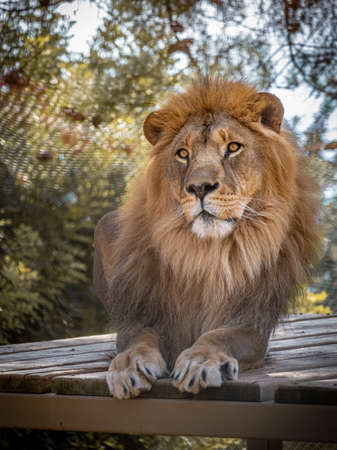 Lion king sitting on wooden floor on sunny day.の写真素材