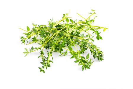 Fresh thyme in heap on white background.