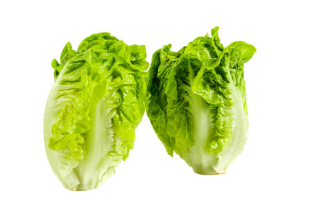 Fresh baby cos lettuce on white backgroundの写真素材
