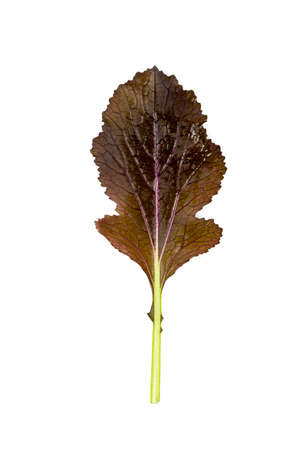 freshly harvested red mustard leaves on a white backgroundの写真素材