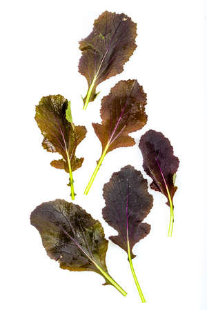 freshly harvested red mustard leaves on a white backgroundの写真素材