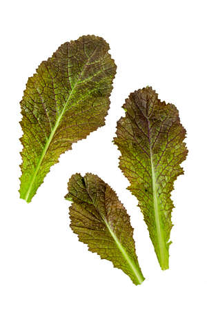 Freshly harvested red mustard leaves on a white background