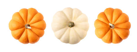 Top view of orange and white pumpkins on isolated white backgroundの写真素材