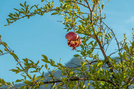 pomegranate ripening and cracking on a tree branchの写真素材