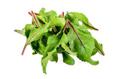 New harvest Red Veined Beet Leaves on an isolated white background