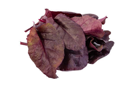 Freshly harvested red beetroot leaves on an isolated white background
