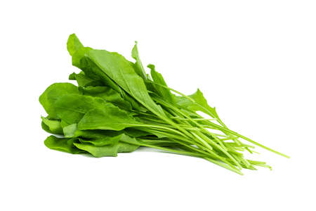 Freshly picked fresh arugula leaves on an isolated white backgroundの写真素材