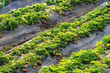 Organic strawberries grown in greenhouse in winterの写真素材