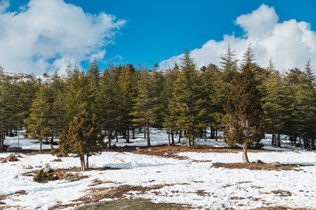 Snow in the forest on sunny winter day