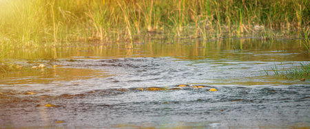 Water flowing through stones and rocks in the river on a sunny day. selective focus