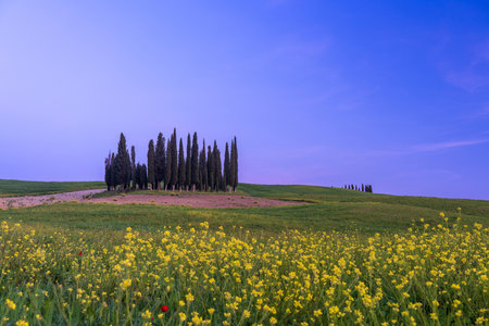 Path to hill house through cypress trees and sunrise view of stunning rural landscape of Tuscany, Italyの写真素材