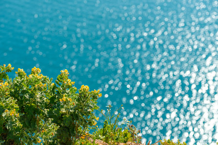 Yellow spring flowers with the sea in the background on a sunny spring day