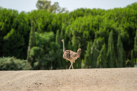 Ostrich walking in front of forest background on a sunny dayの写真素材