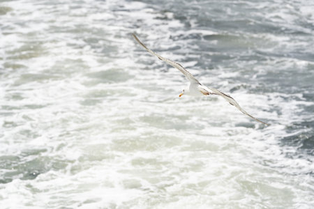 Seagull flying alone in blue sky looking at camera