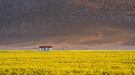 Farmhouse in the middle of the field of yellow flowers at sunset with mountains in the background