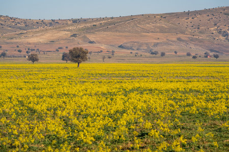 Tree in the middle of a field of yellow flowersの写真素材