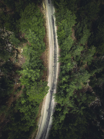 Aerial view of forest road with pine trees on both sides in autumn