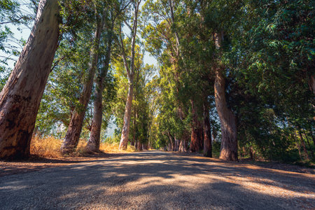 Peaceful green lovers road lined with tall eucalyptus trees in Gokova