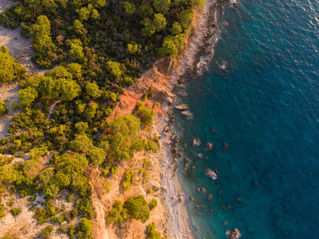 Top-down aerial of dense coastal forest meeting turquoise shorelineの写真素材