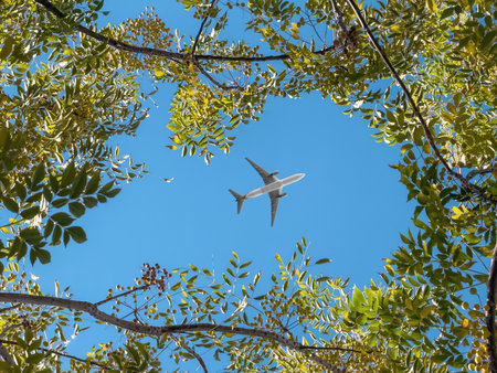 Bottom view of the trees against the clear skyの写真素材