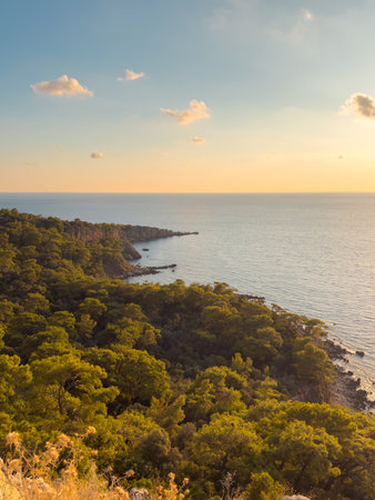 Warm sunset light over pine forest and calm Mediterranean coastlineの写真素材