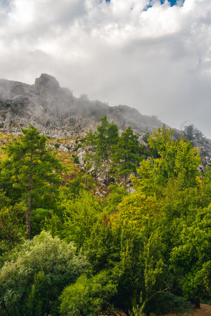 Vertical shot of mountain forest covered in mist and cloudsの写真素材