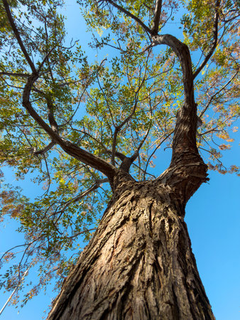 Low angle view of a large tree trunk reaching into blue sky