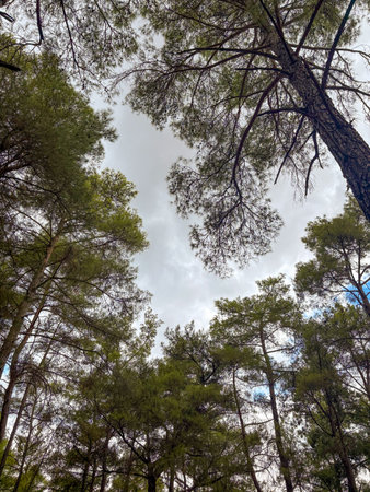 Tall pine trees reaching upward toward open sky in forest