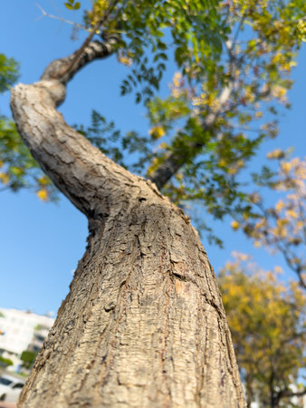 Twisted tree trunk viewed from low angle against blue sky