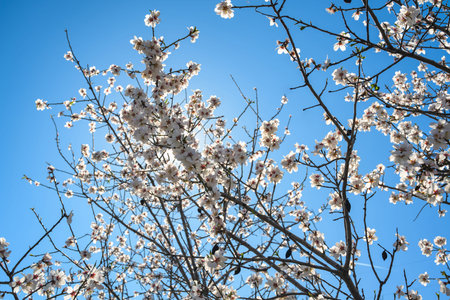 White spring blossoms blooming on almond trees under the bright blue sky