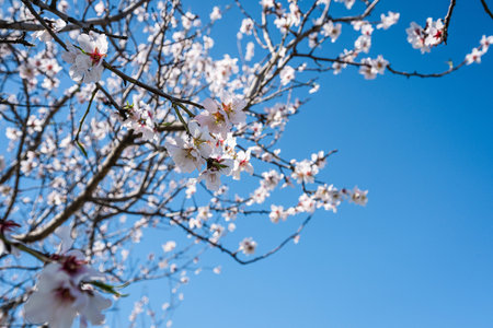 White spring blossoms blooming on almond trees under the bright blue sky