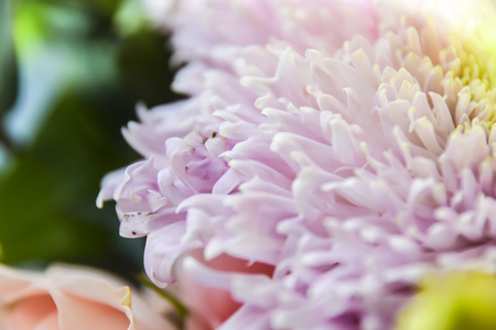 Abstract floral background aster gentle color pink macro macro stamen petalsの写真素材